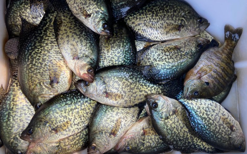 homepage_crappie_livewell